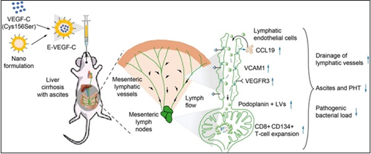 vascular endothelial growth factor